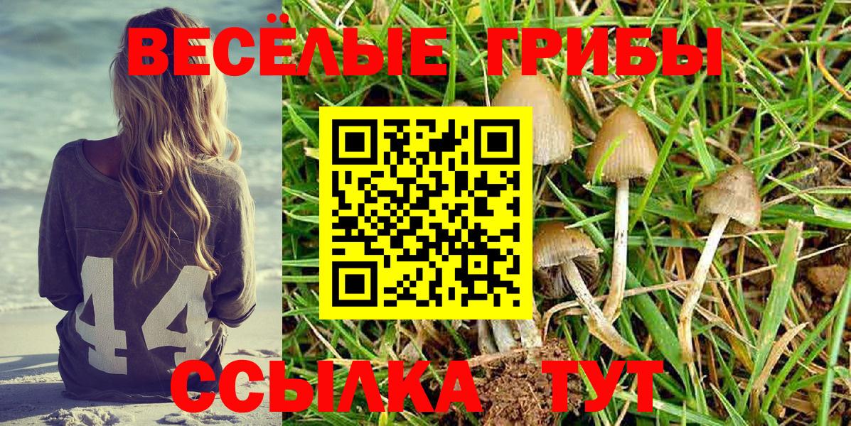 Псилоцибиновые грибы Psilocybe Темрюк